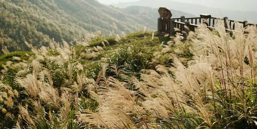 陽明山芒花季 】秋季限定陽明山私房景點、人氣美食大公開!